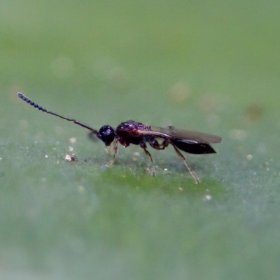 Diapriidae (family) (Diapriid wasp) at Acton, ACT - 28 Apr 2023 by KorinneM