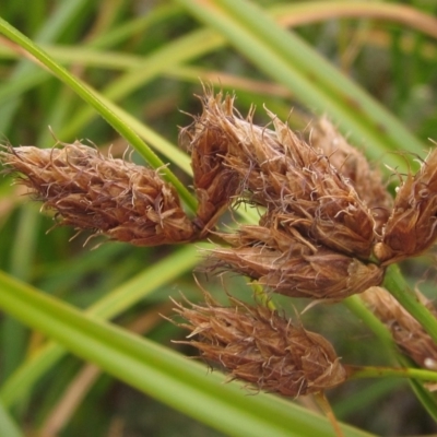 Bolboschoenus fluviatilis (Marsh Club-rush) at Belconnen, ACT - 21 Mar 2023 by pinnaCLE