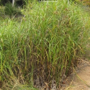 Bolboschoenus fluviatilis at Belconnen, ACT - 21 Mar 2023