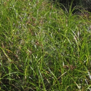 Bolboschoenus fluviatilis at Belconnen, ACT - 21 Mar 2023