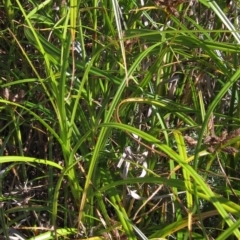 Bolboschoenus fluviatilis at Belconnen, ACT - 21 Mar 2023 12:11 PM