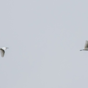 Egretta garzetta at Bonython, ACT - 29 Apr 2023 10:07 AM