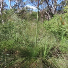 Xanthorrhoea sp. (Grass Tree) at Ku-ring-gai Chase National Park - 27 Apr 2023 by MatthewFrawley
