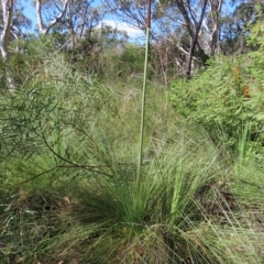 Xanthorrhoea (genus) (Grass Tree) at Ku-Ring-Gai Chase, NSW - 27 Apr 2023 by MatthewFrawley