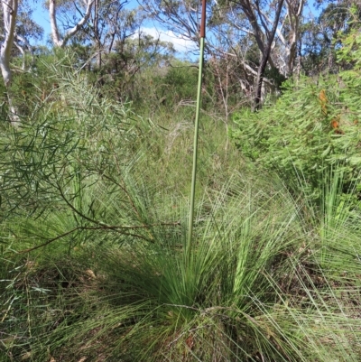 Xanthorrhoea (genus) (Grass Tree) at Ku-Ring-Gai Chase, NSW - 27 Apr 2023 by MatthewFrawley