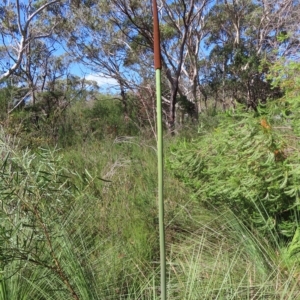 Xanthorrhoea sp. at Ku-Ring-Gai Chase, NSW - 27 Apr 2023