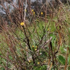 Crepis capillaris (Smooth Hawksbeard) at Fadden, ACT - 28 Apr 2023 by KumikoCallaway