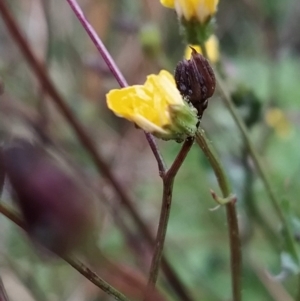 Crepis capillaris at Fadden, ACT - 29 Apr 2023