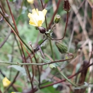 Crepis capillaris at Fadden, ACT - 29 Apr 2023