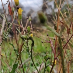 Crepis capillaris at Fadden, ACT - 29 Apr 2023