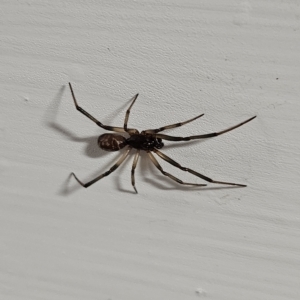 Steatoda sp. (genus) at Denman Prospect, ACT - 29 Apr 2023 08:51 PM