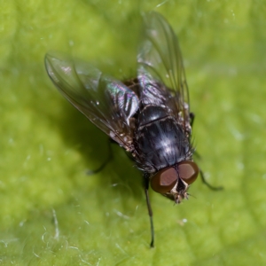 Calliphora stygia at Acton, ACT - 28 Apr 2023