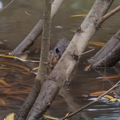 Hydromys chrysogaster (Rakali or Water Rat) at Wodonga, VIC - 29 Apr 2023 by KylieWaldon