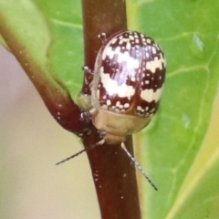 Paropsis pictipennis (Tea-tree button beetle) at Alpine, NSW - 9 Sep 2022 by JanHartog
