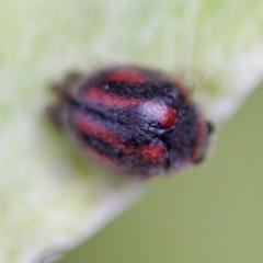 Rodolia sp. (genus) (A ladybird) at ANBG - 28 Apr 2023 by KorinneM