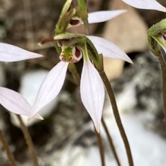 Eriochilus cucullatus (Parson's Bands) at Fentons Creek, VIC - 27 Apr 2023 by KL