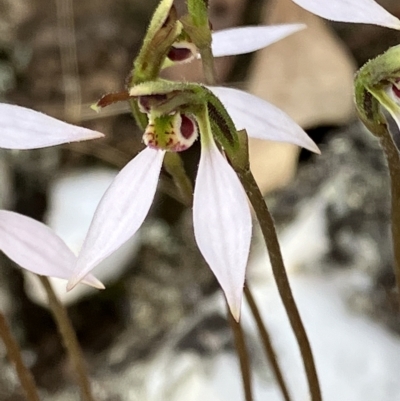 Eriochilus cucullatus (Parson's Bands) at Fentons Creek, VIC - 28 Apr 2023 by KL