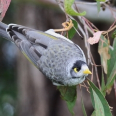 Manorina melanocephala (Noisy Miner) at Jerrabomberra Wetlands - 29 Apr 2023 by RodDeb