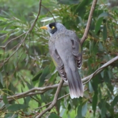 Manorina melanocephala at Fyshwick, ACT - 29 Apr 2023 12:34 PM