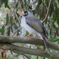 Manorina melanocephala at Fyshwick, ACT - 29 Apr 2023 12:34 PM