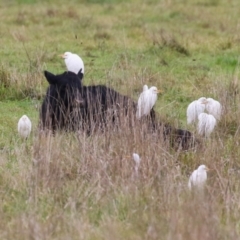 Bubulcus coromandus (Eastern Cattle Egret) at Jerrabomberra Wetlands - 29 Apr 2023 by RodDeb