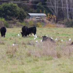 Bubulcus coromandus at Fyshwick, ACT - 29 Apr 2023