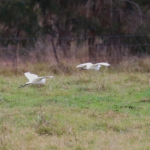 Bubulcus coromandus at Fyshwick, ACT - 29 Apr 2023