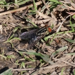 Sarcophaga sp. (genus) (Flesh fly) at Killara, VIC - 25 Apr 2023 by KylieWaldon
