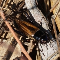 Teleogryllus commodus (Black Field Cricket) at Bandiana, VIC - 25 Apr 2023 by KylieWaldon