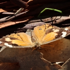 Heteronympha merope (Common Brown Butterfly) at Bandiana, VIC - 25 Apr 2023 by KylieWaldon