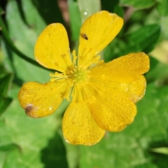 Ranunculus repens (Creeping Buttercup) at Bandiana, VIC - 25 Apr 2023 by KylieWaldon