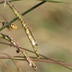 Vespula germanica (German Yellowjacket Wasp (also known as European Wasp)) at Killara, VIC - 25 Apr 2023 by KylieWaldon