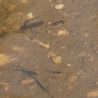 Gambusia holbrooki (Gambusia, Plague minnow, Mosquito fish) at Bandiana, VIC - 25 Apr 2023 by KylieWaldon