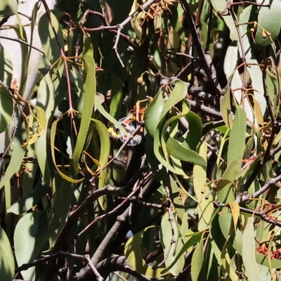 Delias harpalyce (Imperial Jezebel) at Bandiana, VIC - 25 Apr 2023 by KylieWaldon