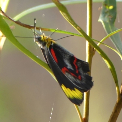 Delias nigrina (Black Jezebel) at Colo Vale, NSW - 19 Mar 2023 by Curiosity