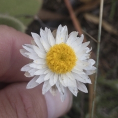 Leucochrysum alpinum (Alpine Sunray) at Berridale, NSW - 4 Feb 2022 by Illilanga