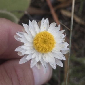 Leucochrysum alpinum at Berridale, NSW - 4 Feb 2022 12:00 PM