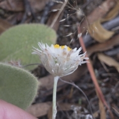 Leucochrysum alpinum at Berridale, NSW - 4 Feb 2022 12:00 PM