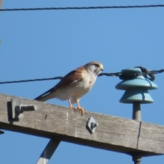 Falco cenchroides (Nankeen Kestrel) at Booth, ACT - 26 Apr 2023 by Christine