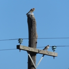 Falco cenchroides at Booth, ACT - 26 Apr 2023 01:36 PM