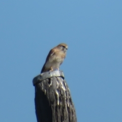 Falco cenchroides at Booth, ACT - 26 Apr 2023 01:36 PM