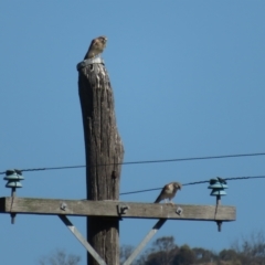 Falco cenchroides at Booth, ACT - 26 Apr 2023 01:36 PM