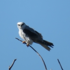 Elanus axillaris (Black-shouldered Kite) at Booth, ACT - 26 Apr 2023 by Christine