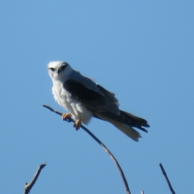 Elanus axillaris (Black-shouldered Kite) at Booth, ACT - 26 Apr 2023 by Christine