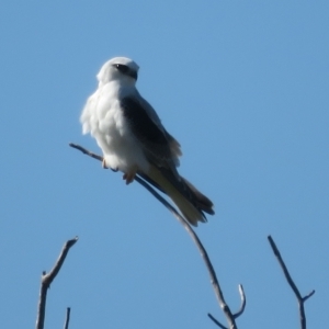 Elanus axillaris at Booth, ACT - 26 Apr 2023