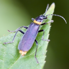 Chauliognathus lugubris (Plague Soldier Beetle) at Acton, ACT - 28 Apr 2023 by KorinneM