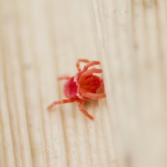 Trombidiidae (family) (Red velvet mite) at Acton, ACT - 28 Apr 2023 by KorinneM