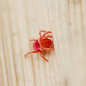 Trombidiidae (family) at Acton, ACT - 28 Apr 2023