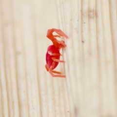 Trombidiidae (family) at Acton, ACT - 28 Apr 2023 01:49 PM