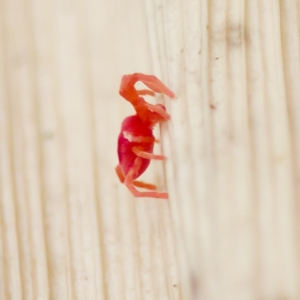 Trombidiidae (family) at Acton, ACT - 28 Apr 2023 01:49 PM